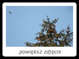 Samce sóweczki nierzadko przysiadują na czubkach drzew. Niestety w tych miejscach mogą być łatwiej wykryte przez drobne ptaki, które od tego momentu nękają sowę. - fot. Romuald Mikusek