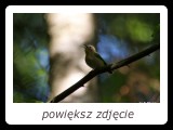 Muchołówka mała pojawia się na stanowiskach dość późno, bo dopiero w połowie V. Jako jeden z niewielu europejskich gatunków ptaków zimuje w Azji. - fot. Romuald Mikusek