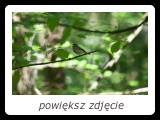 Śpiewające samce muchołówki małej słychać z dużej odległości, jednak niełatwo je zobaczyć. Z reguły śpiewają wysoko w koronach drzew liściastych. - fot. Romuald Mikusek