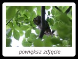 Przed wylotem młodych, samica włochatki częściej przebywa w pobliżu drzewa lęgowego niż w samej w dziupli. - fot. Romuald Mikusek