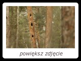 Wiekowe drzewa regularnie odwiedzane przez dzięcioły czarne stają się z czasem rodzajem leśnych wieżowców, gdzie można znaleźć nawet kilkanaście dziupli. Takie drzewa są szczególnie istotne dla dziuplaków wtórnych, takich jak włochatka, siniak czy puszczyk zwyczajny. - fot. Romuald Mikusek