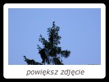 Po zachodzie słońca i wczesnym rankiem samce sóweczki głoszą zajęcie terytoriów z czubków drzew. - fot. Romuald Mikusek