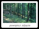 Las bukowy w paśmie Jaworzyny Krynickiej. - fot. Romuald Mikusek