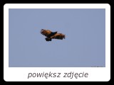 Pomimo rozpiętości dochodzącej do 160 cm, jest to najmniejszy gatunek z rodzaju Aquila w Europie. - fot. Romuald Mikusek